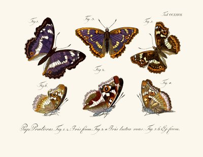 Mariposas de German School