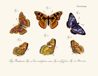 Mariposas de German School