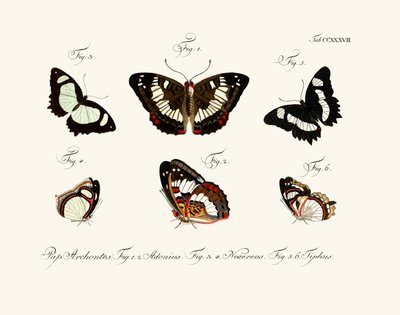 Mariposas de German School