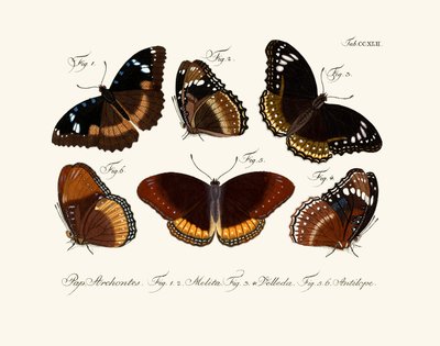 Mariposas de German School