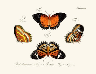 Mariposas de German School