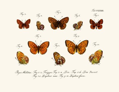 Mariposas de German School