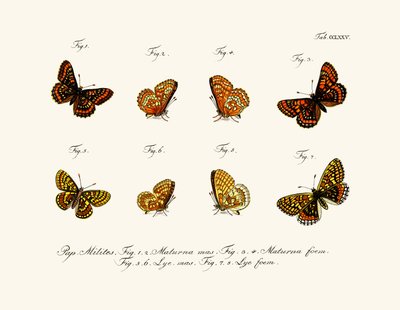 Mariposas de German School