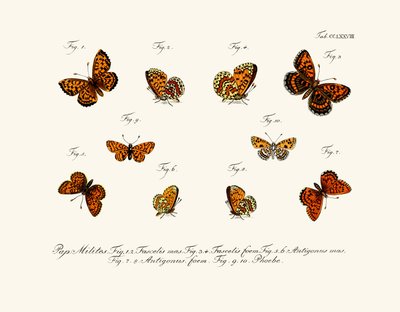 Mariposas de German School