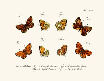 Mariposas de German School