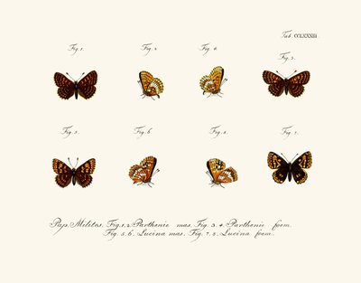 Mariposas de German School