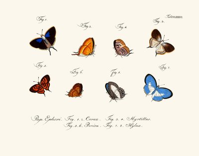 Mariposas de German School