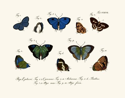 Mariposas de German School