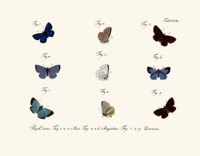 Mariposas de German School