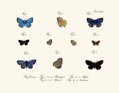 Mariposas de German School
