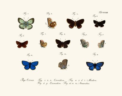 Mariposas de German School