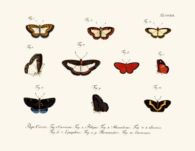 Mariposas de German School