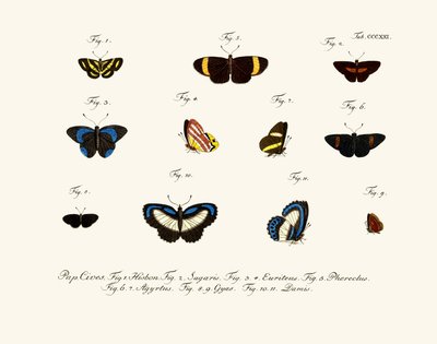 Mariposas de German School