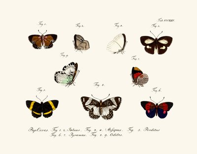 Mariposas de German School