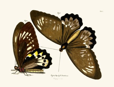 Mariposas de German School