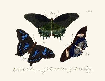 Mariposas de German School