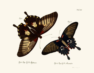 Mariposas de German School