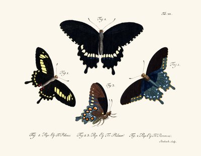 Mariposas de German School