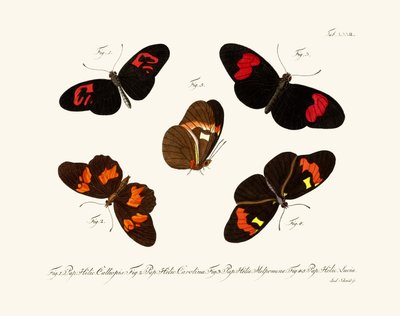Mariposas de German School