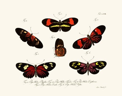 Mariposas de German School