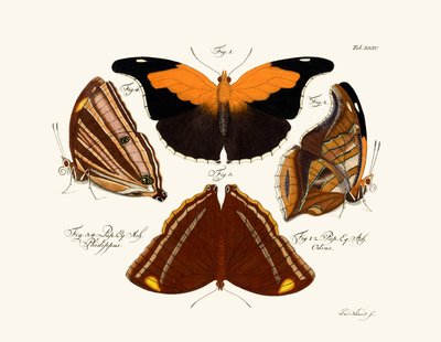 Mariposas de German School