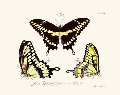 Mariposas de German School