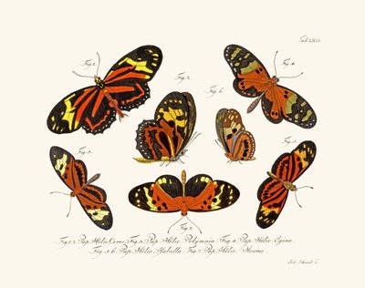 Mariposas de German School