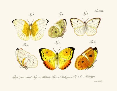 Mariposas de German School