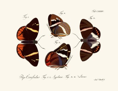 Mariposas de German School