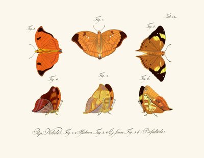 Mariposas de German School