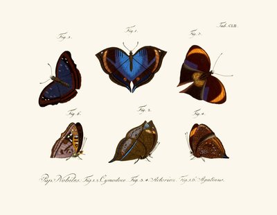 Mariposas de German School