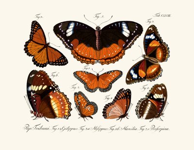 Mariposas de German School