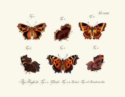 Mariposas de German School