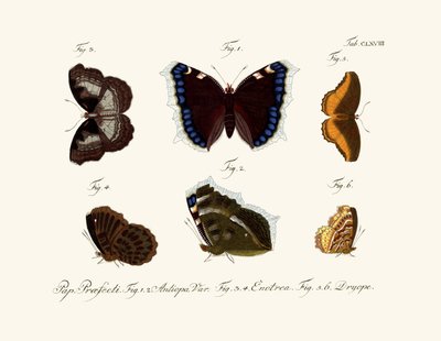Mariposas de German School