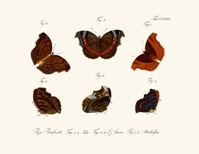 Mariposas de German School
