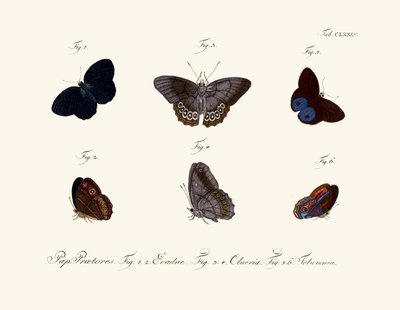 Mariposas de German School