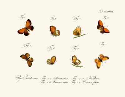 Mariposas de German School