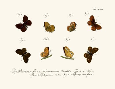 Mariposas de German School