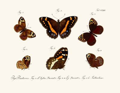 Mariposas de German School