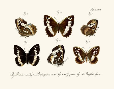 Mariposas de German School