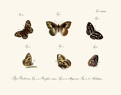 Mariposas de German School