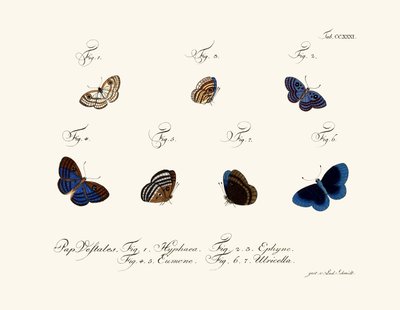 Mariposas de German School