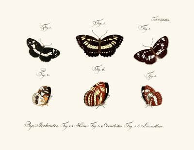 Mariposas de German School