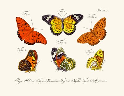 Mariposas de German School
