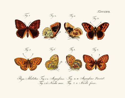 Mariposas de German School