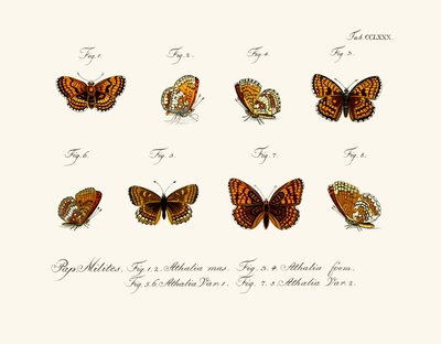 Mariposas de German School