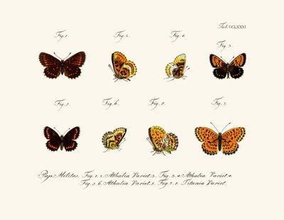 Mariposas de German School
