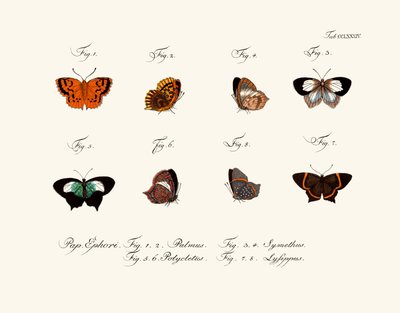 Mariposas de German School