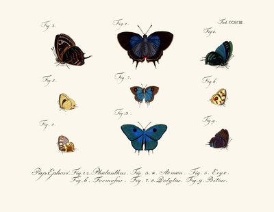 Mariposas de German School