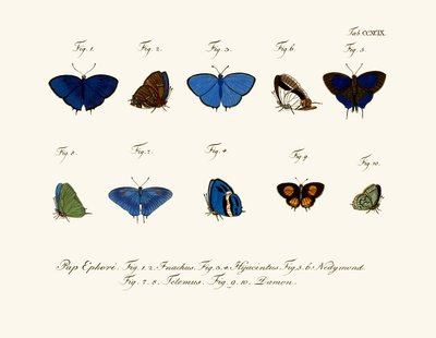 Mariposas de German School